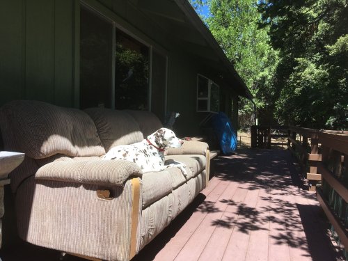 Lucky on the deck
